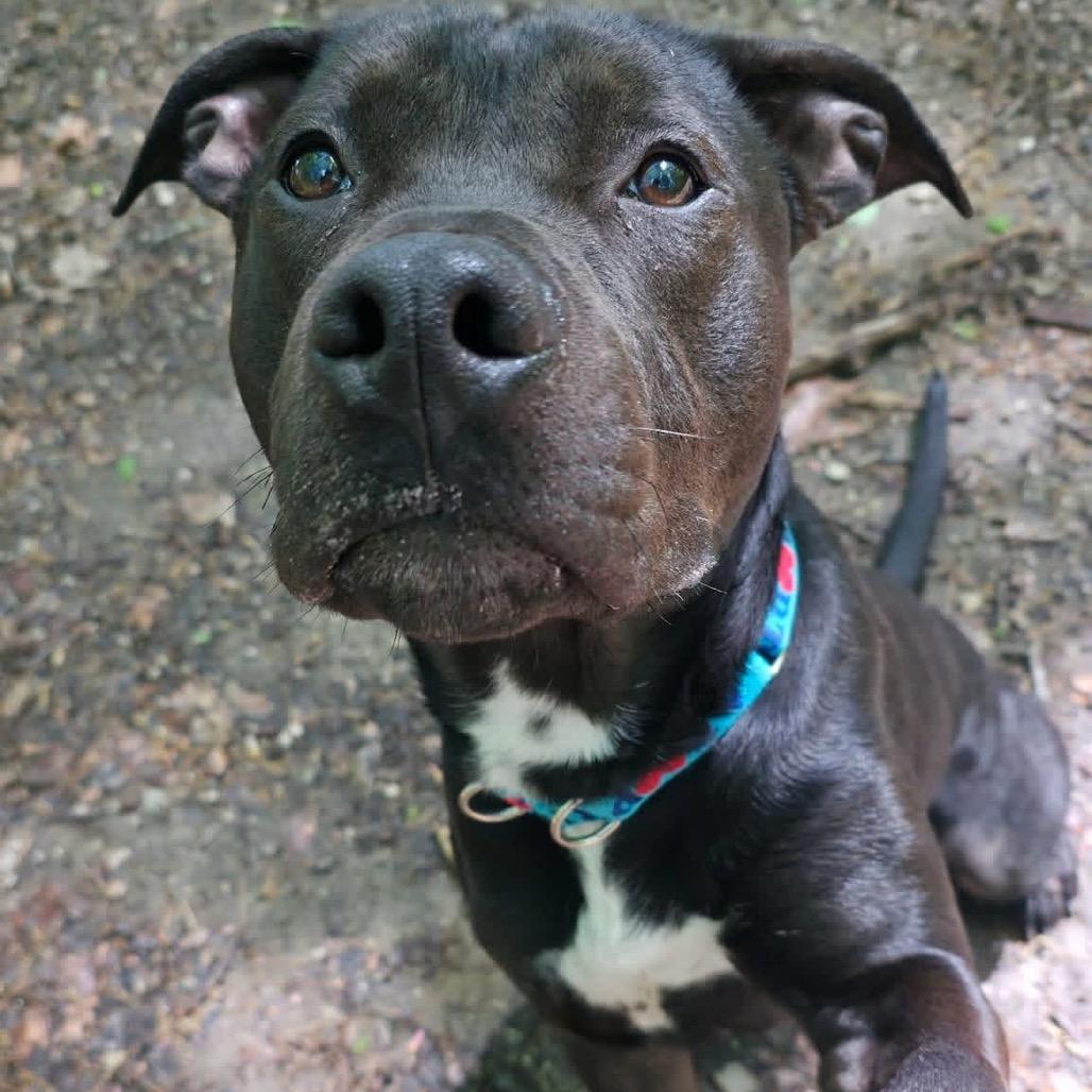 Remy, a Adoptable mixed breed in Conway, NH image 5/6