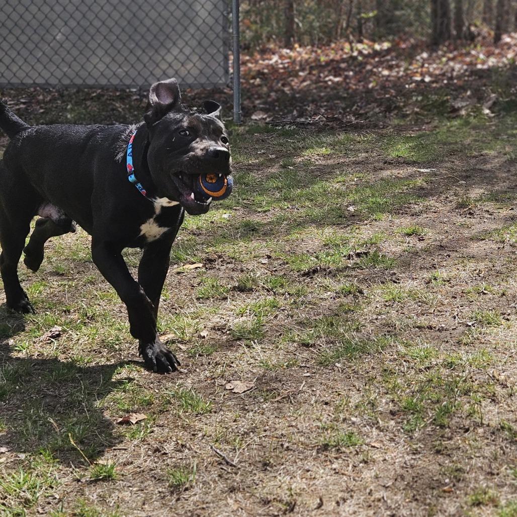 Remy, a Adoptable mixed breed in Conway, NH image 6/6