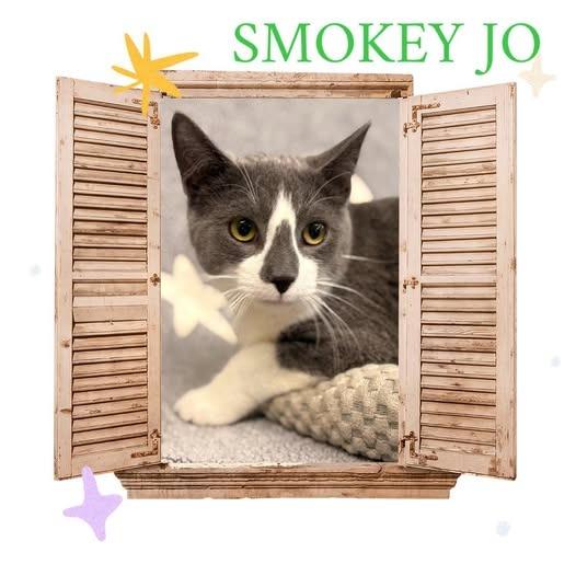Smokey Jo, Adoptable, Kitten Male Domestic Medium Hair.