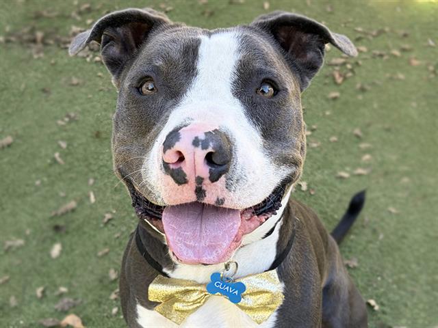 GUAVA, Adoptable, Young Male Pit Bull Terrier.