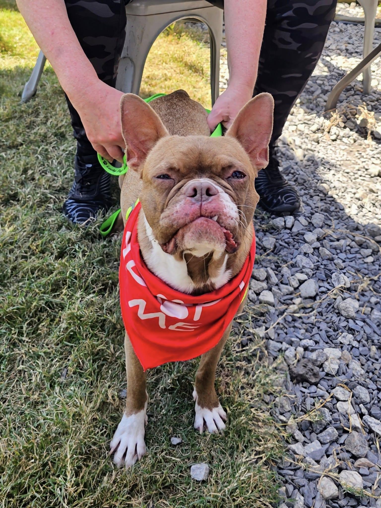 Harriet, a Adoptable Boston Terrier in Greenville, SC image 1/3