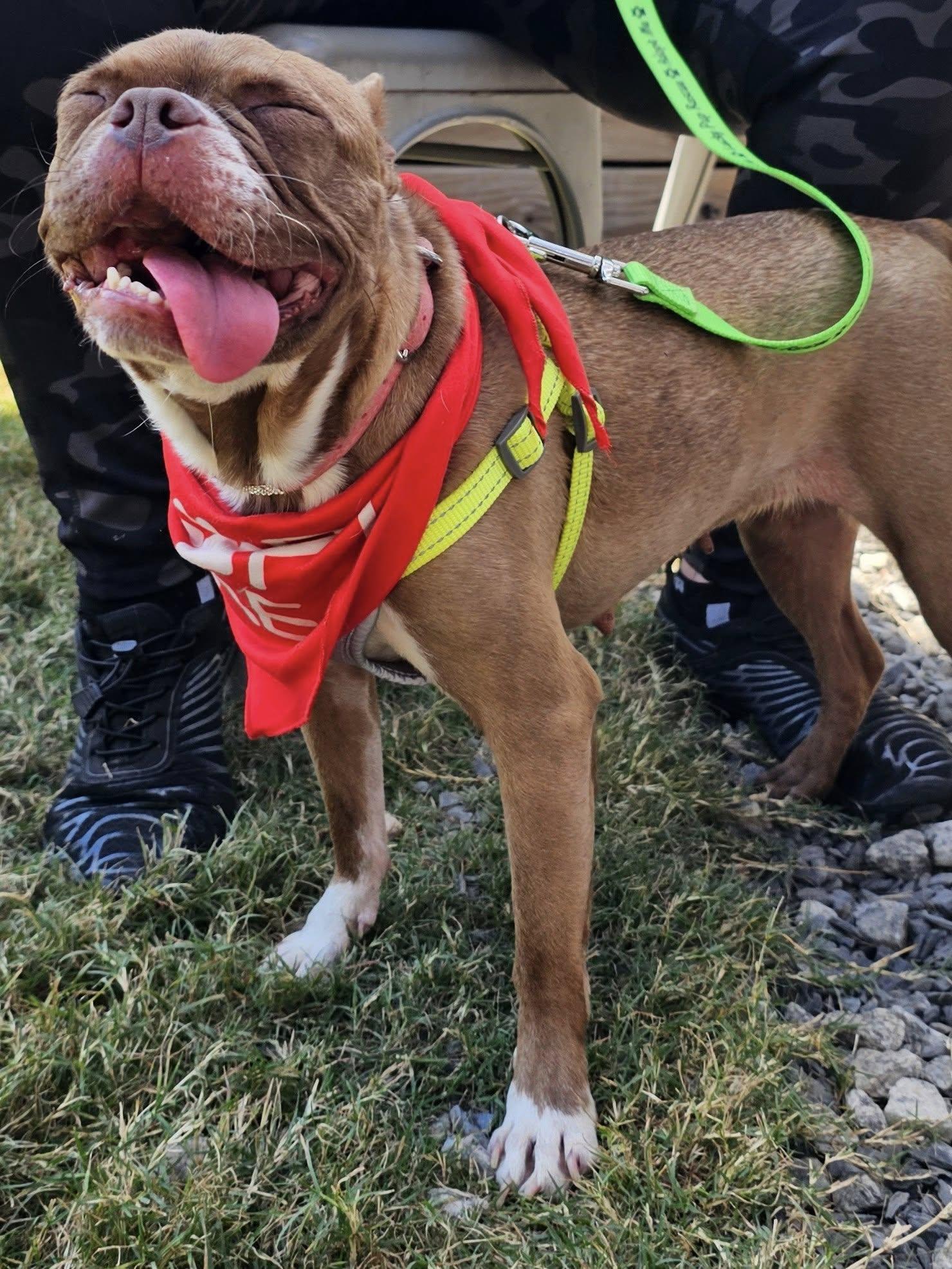 Harriet, a Adoptable Boston Terrier in Greenville, SC image 3/3