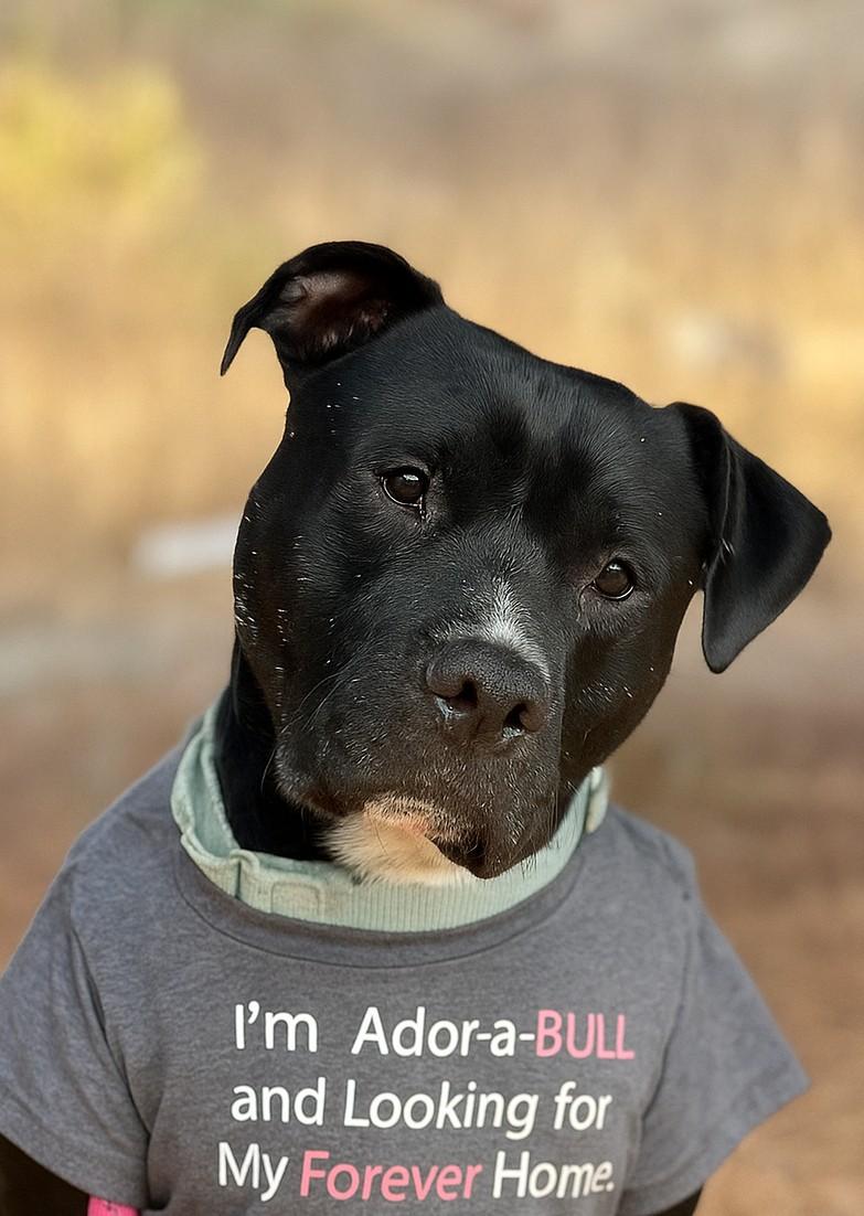 Enlarge Freddy, a Adoptable Pit Bull Terrier in Valley Village, CA image 3/6