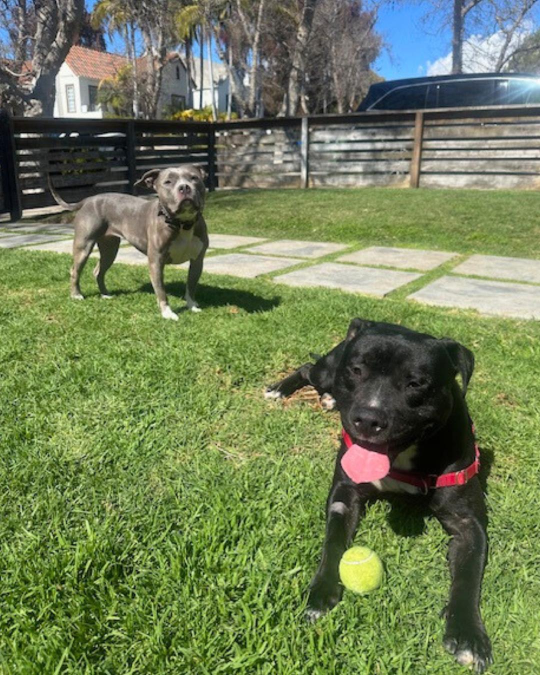 Enlarge Freddy, a Adoptable Pit Bull Terrier in Valley Village, CA image 2/6