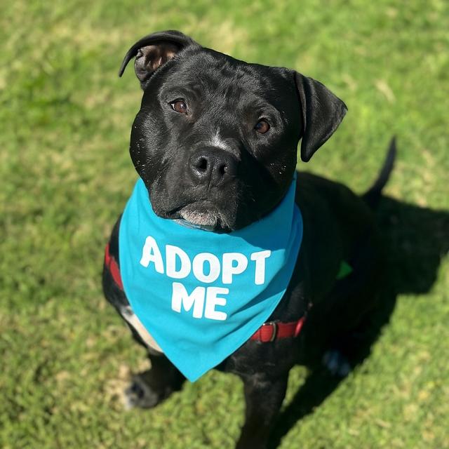 Enlarge Freddy, a Adoptable Pit Bull Terrier in Valley Village, CA image 5/6