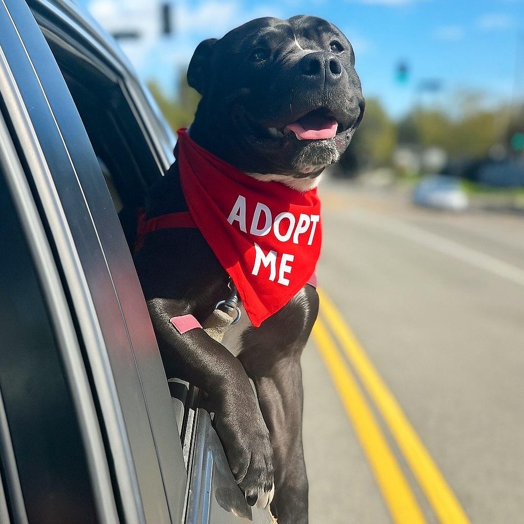 Enlarge Freddy, a Adoptable Pit Bull Terrier in Valley Village, CA image 1/6