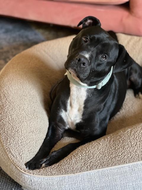 Enlarge Freddy, a Adoptable Pit Bull Terrier in Valley Village, CA image 6/6