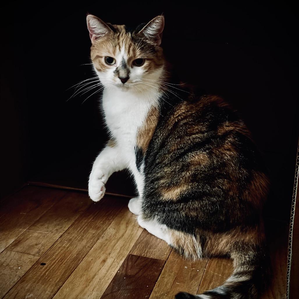 Annie, Adoptable, Adult Female Domestic Short Hair.