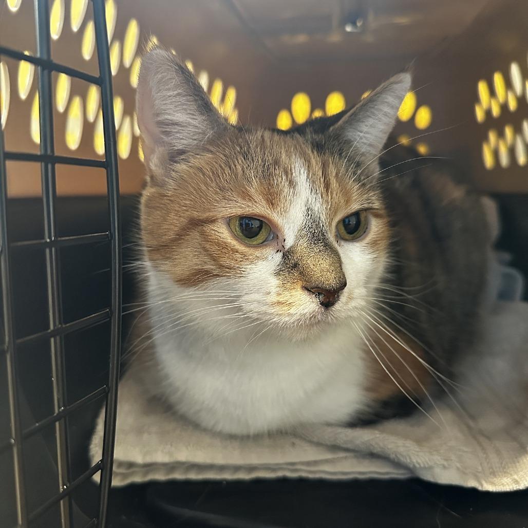 Enlarge Annie, a Adoptable Domestic Short Hair in La Grange, KY image 1/5