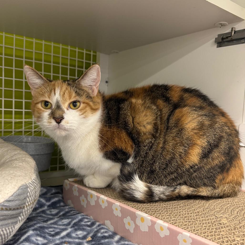 Enlarge Annie, a Adoptable Domestic Short Hair in La Grange, KY image 2/5