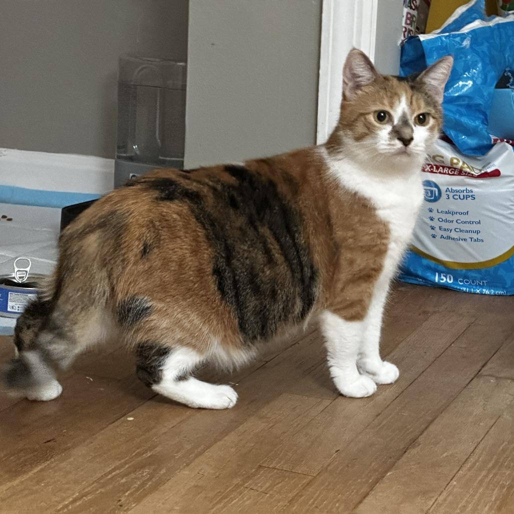 Enlarge Annie, a Adoptable Domestic Short Hair in La Grange, KY image 3/5