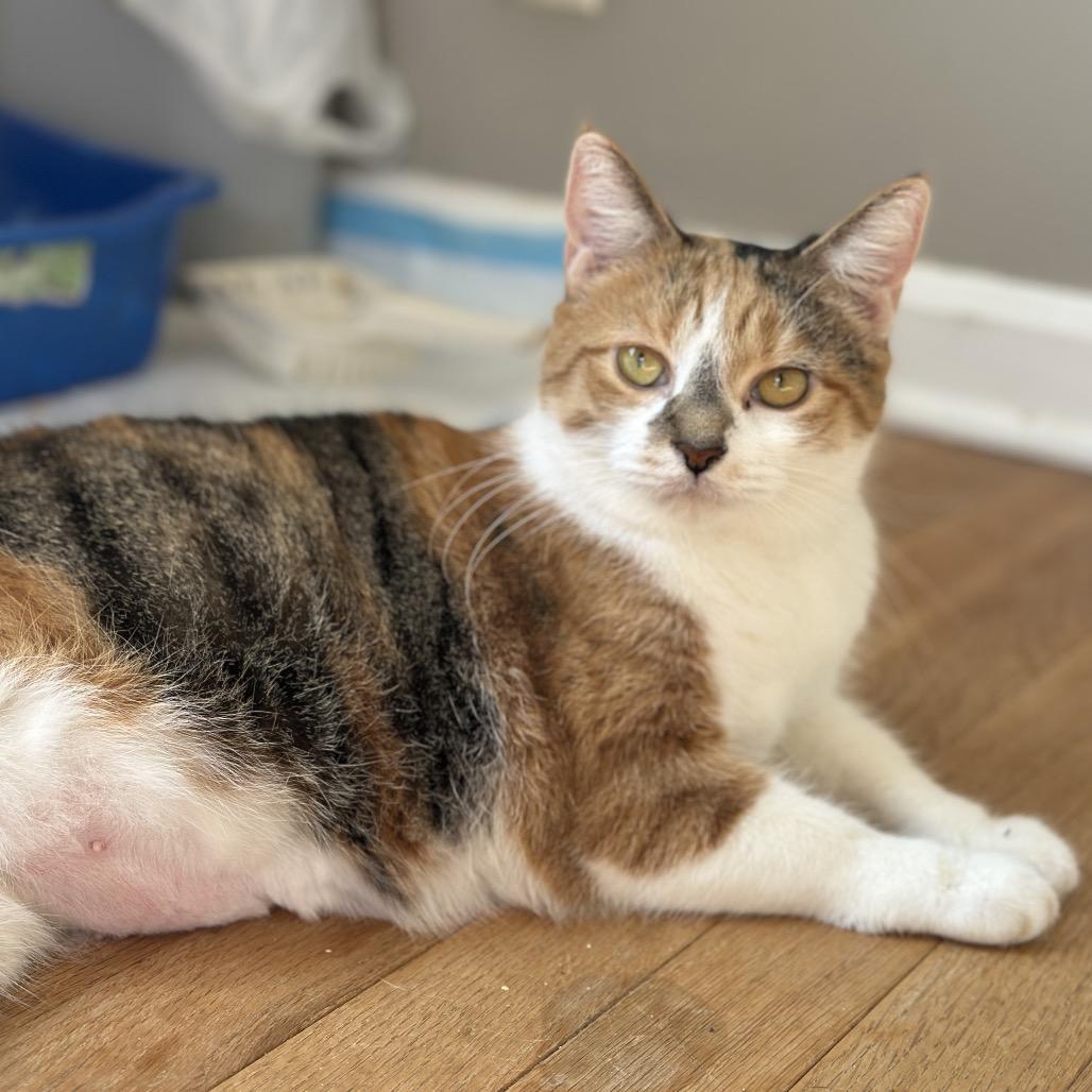 Enlarge Annie, a Adoptable Domestic Short Hair in La Grange, KY image 4/5