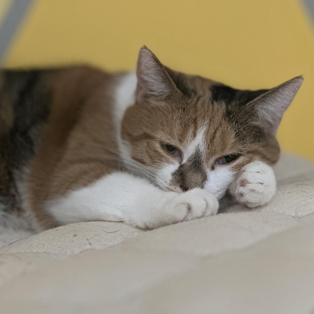 Enlarge Annie, a Adoptable Domestic Short Hair in La Grange, KY image 5/5