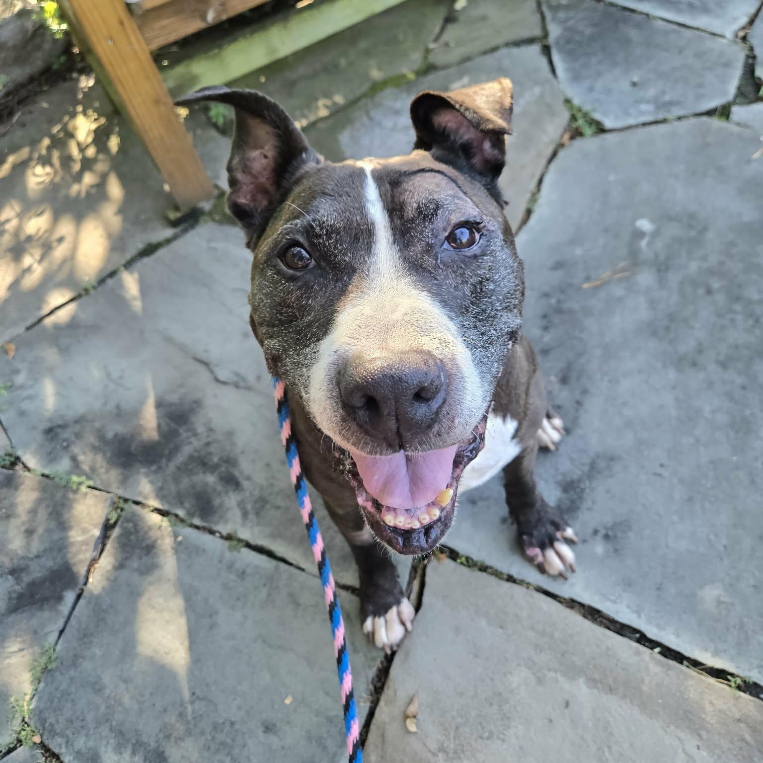 Enlarge Mister, an adoptable mixed breed in Severn, MD image 1/5
