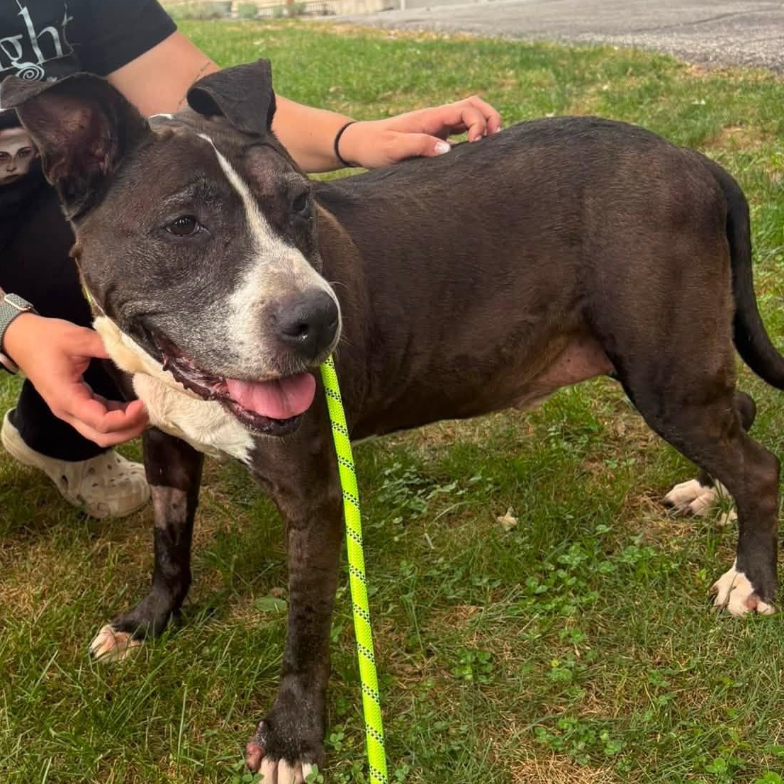 Enlarge Mister, an adoptable mixed breed in Severn, MD image 5/5