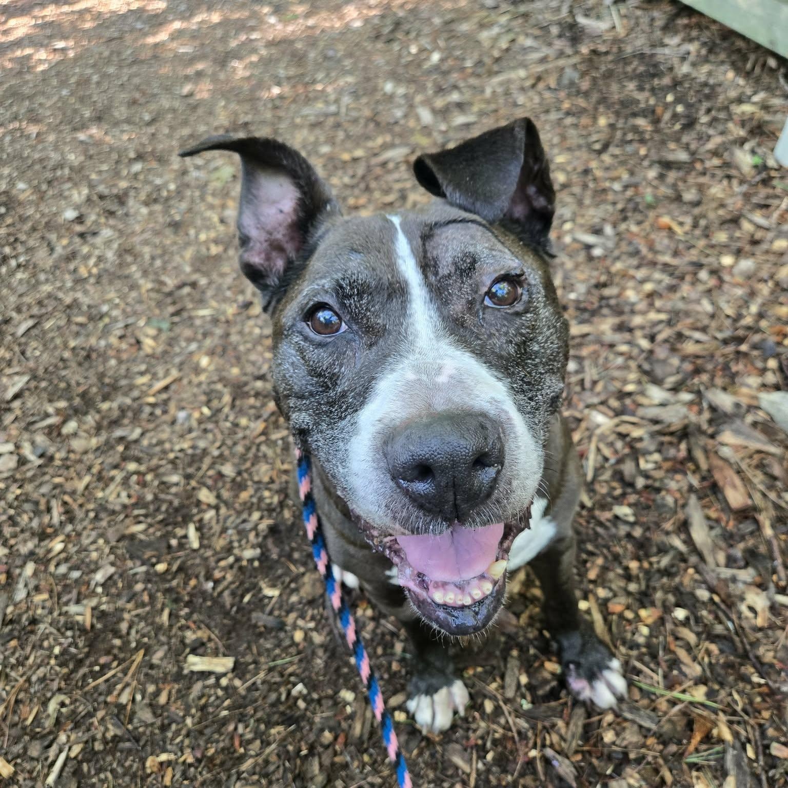 Enlarge Mister, an adoptable mixed breed in Severn, MD image 4/5