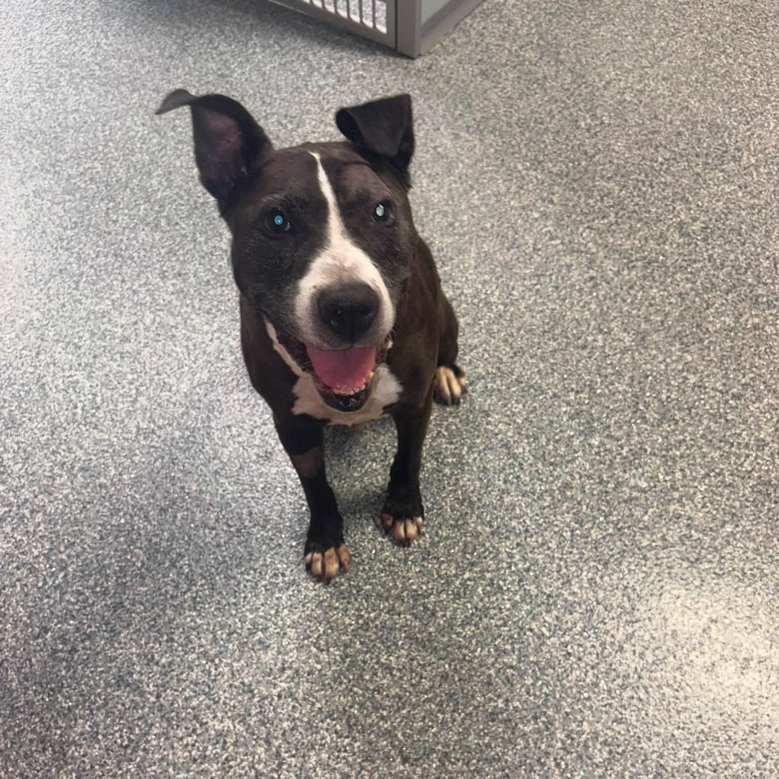 Enlarge Mister, an adoptable mixed breed in Severn, MD image 3/5