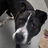 Enlarge Mister, an adoptable mixed breed in Severn, MD image 2/5