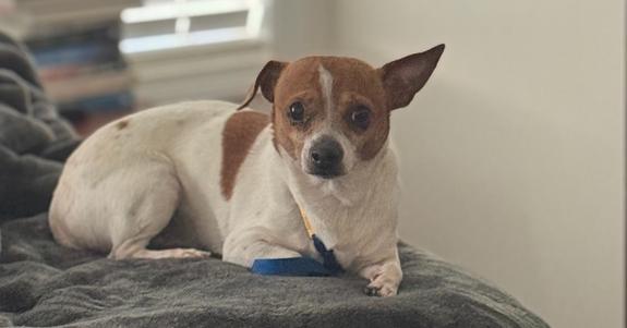 Enlarge Marley DD~, a Adoptable Rat Terrier in Columbia, TN image 1/3