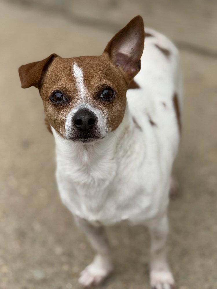 Enlarge Marley DD~, a Adoptable Rat Terrier in Columbia, TN image 2/3