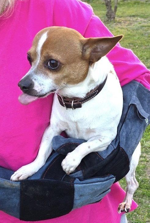 Enlarge Marley DD~, a Adoptable Rat Terrier in Columbia, TN image 3/3