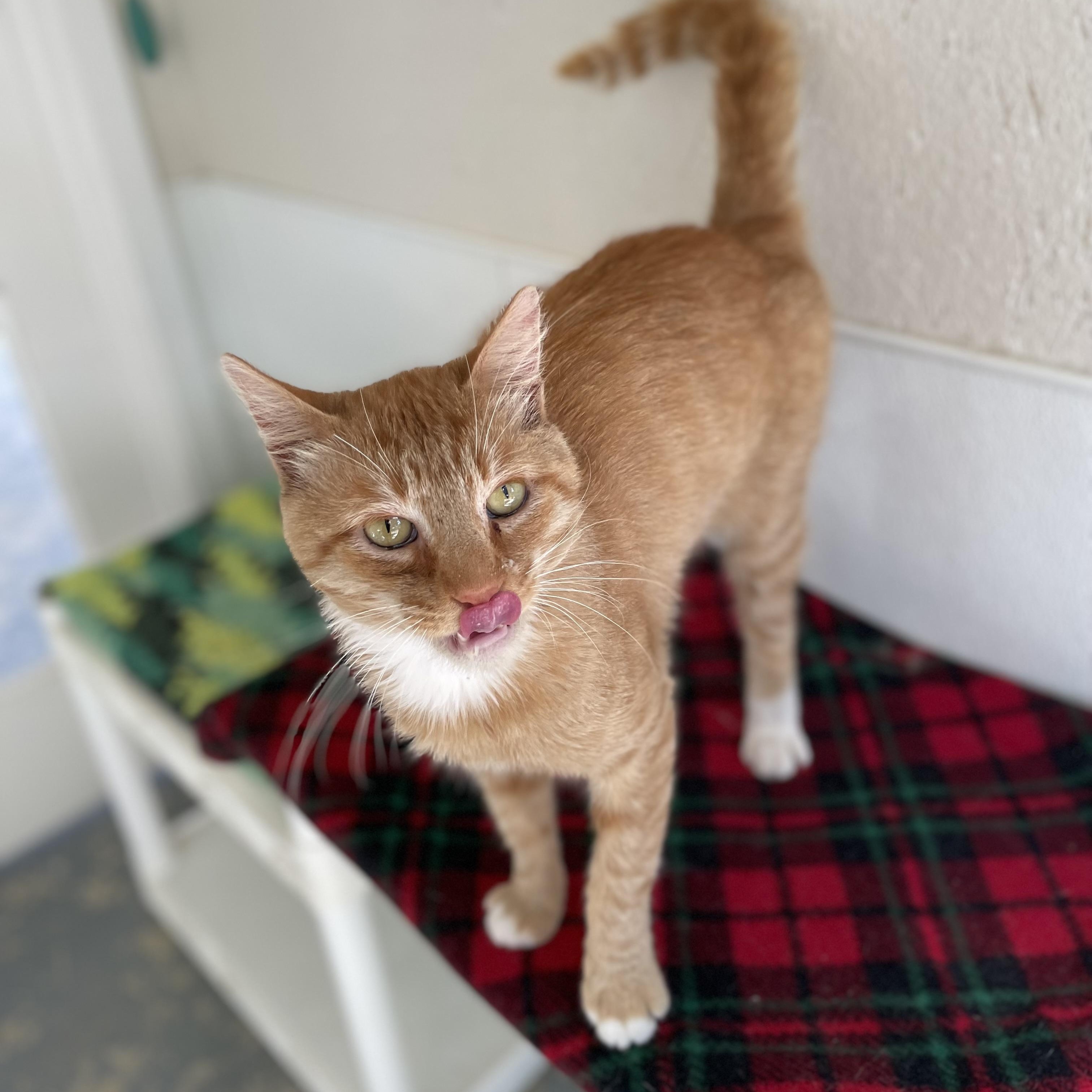 Sundance, Adoptable, Adult Male Domestic Short Hair & Tabby.
