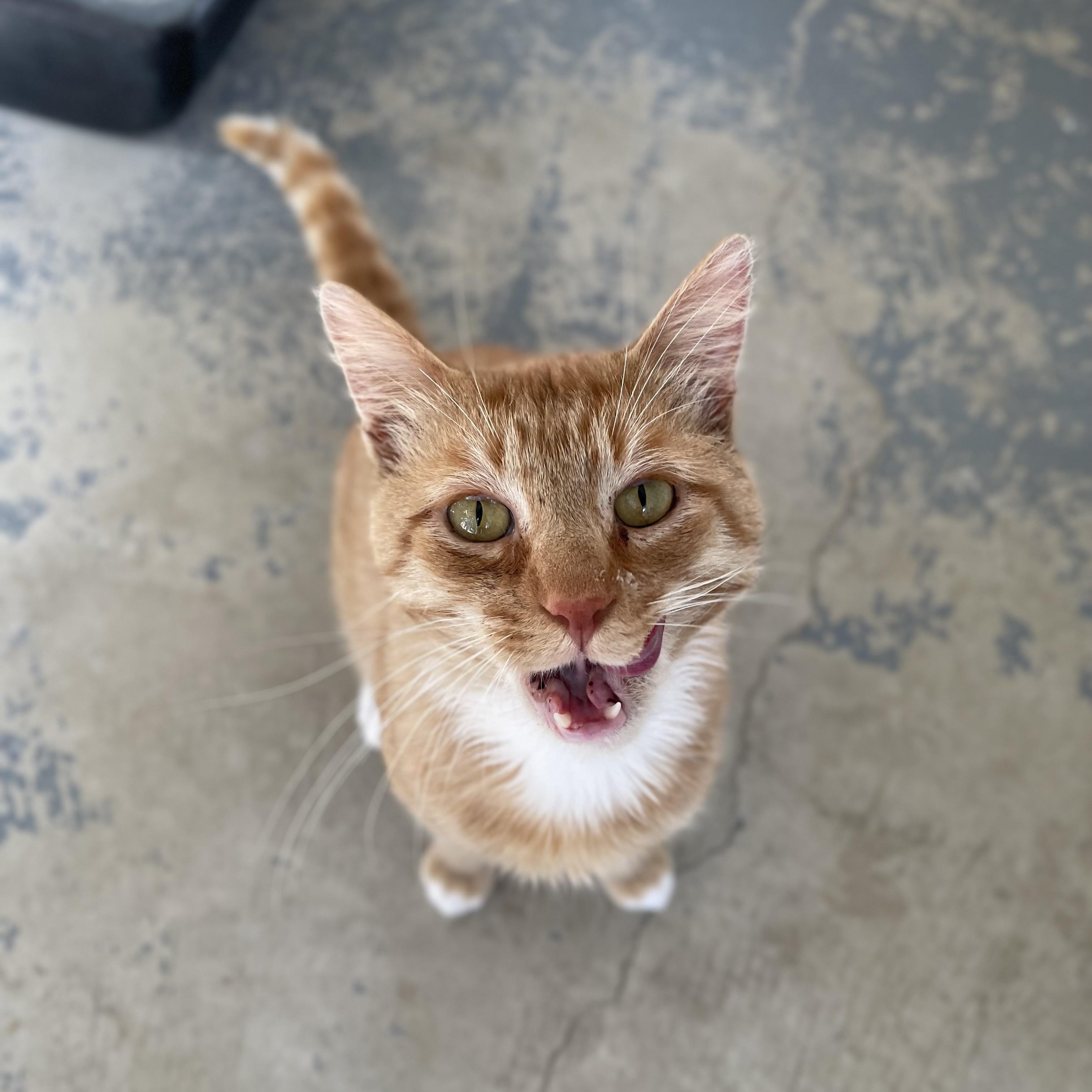 Enlarge Sundance, a Adoptable mixed breed in Hollister, CA image 2/6