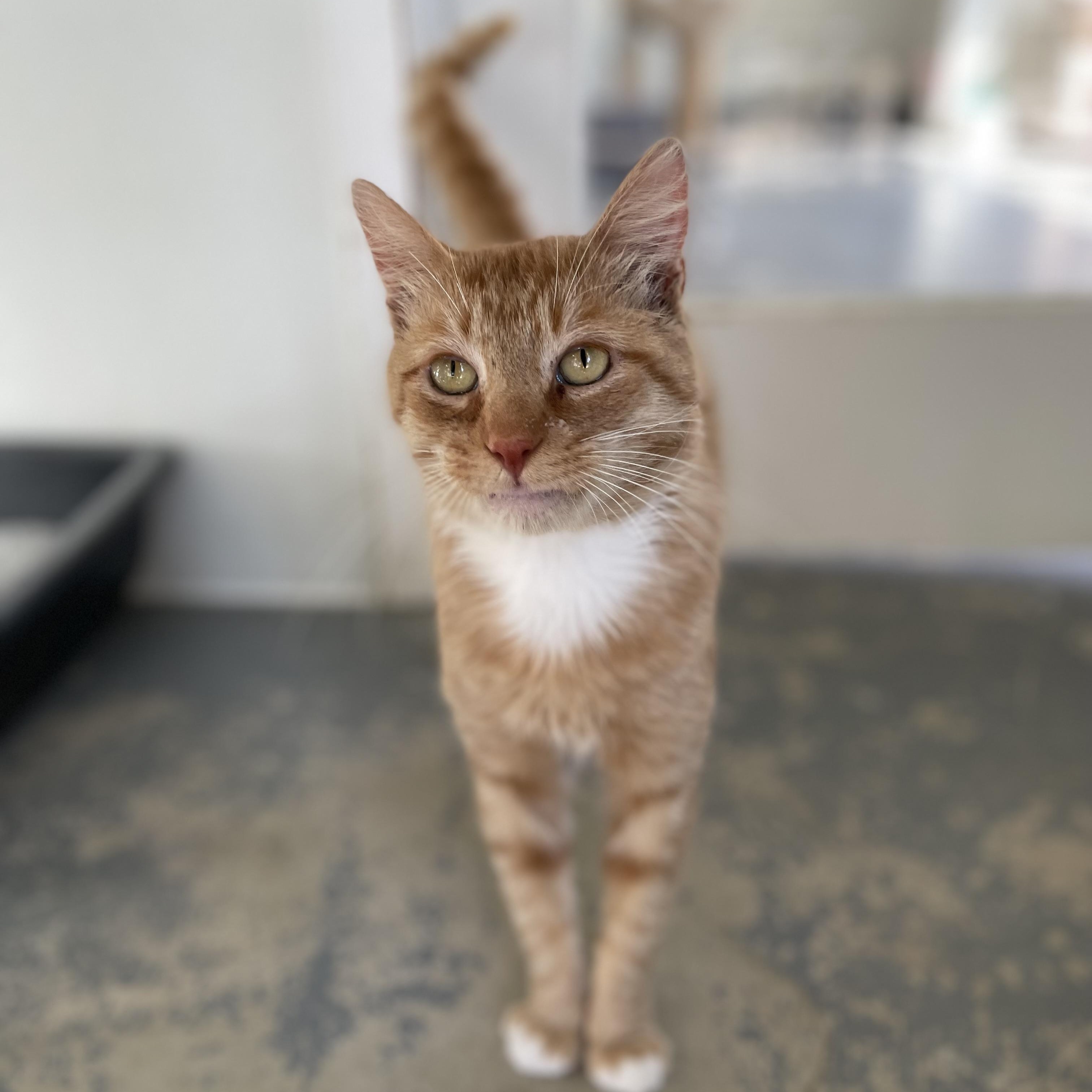 Enlarge Sundance, a Adoptable mixed breed in Hollister, CA image 3/6