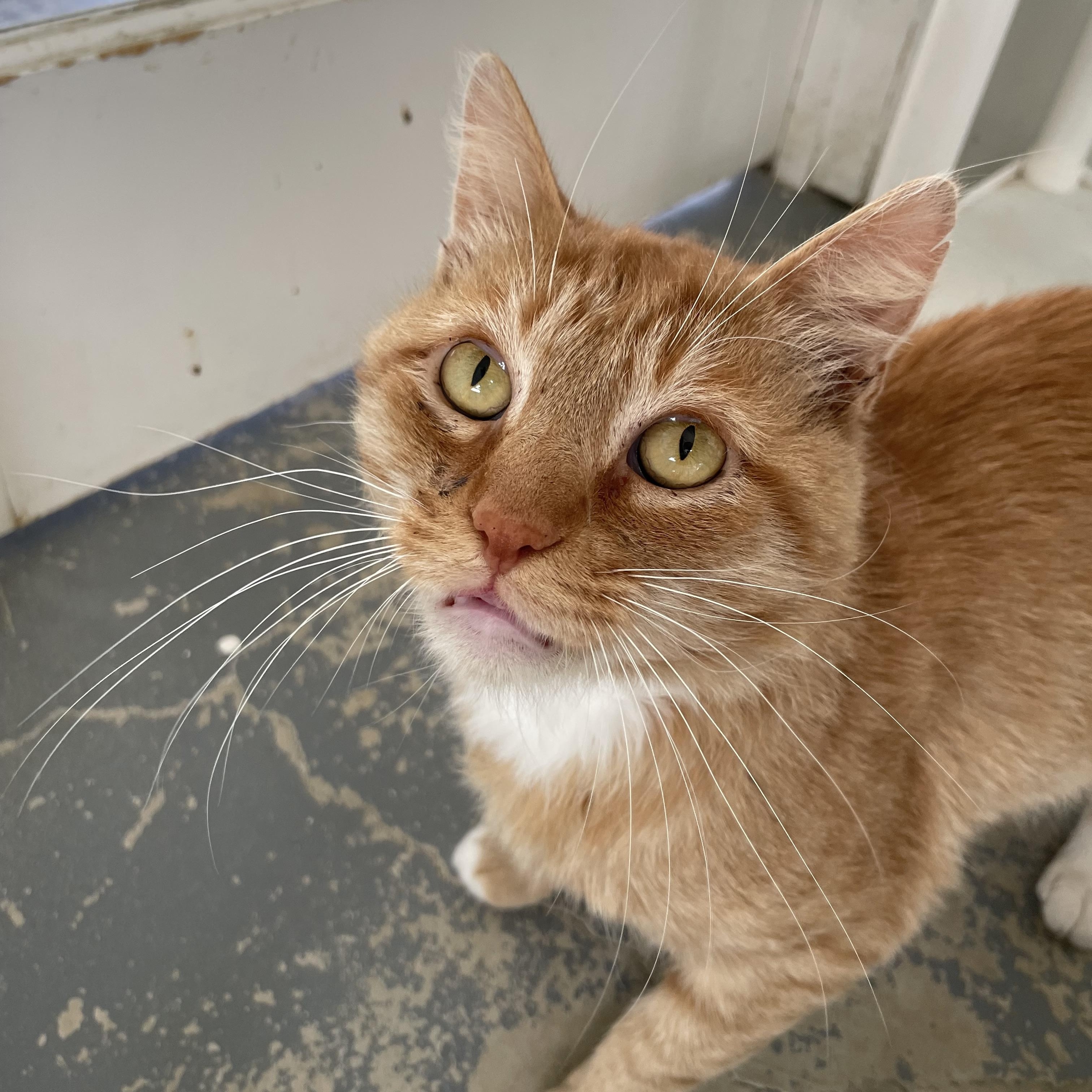 Enlarge Sundance, a Adoptable mixed breed in Hollister, CA image 4/6