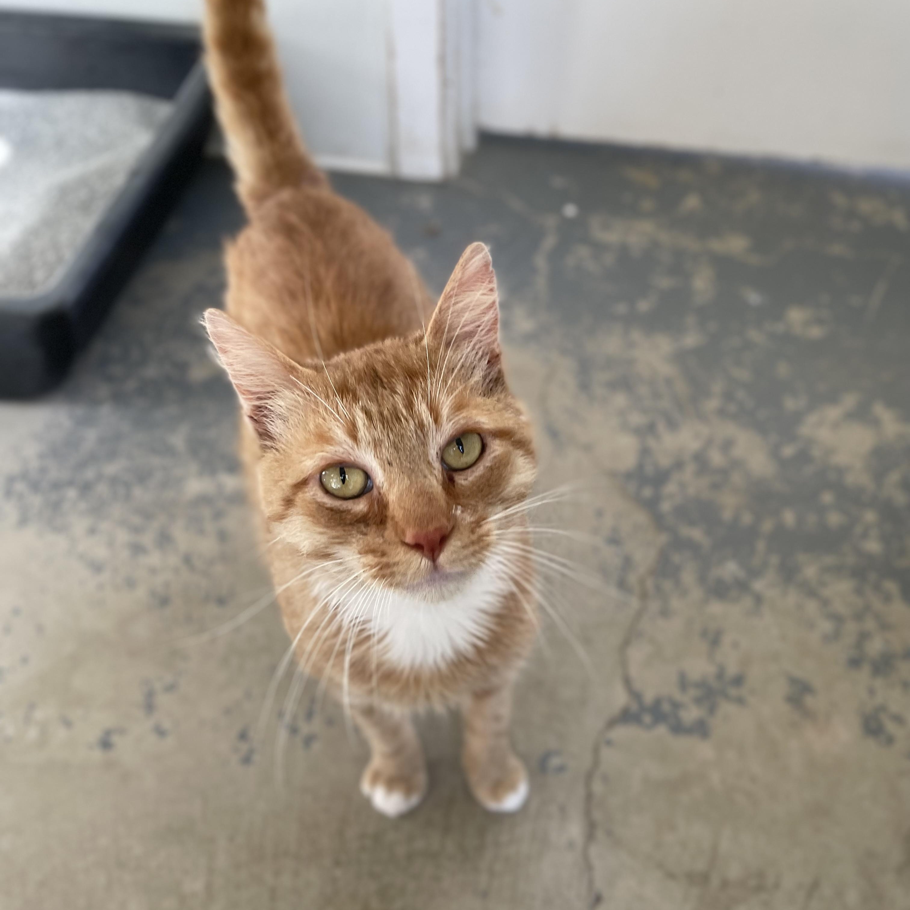 Enlarge Sundance, a Adoptable mixed breed in Hollister, CA image 5/6