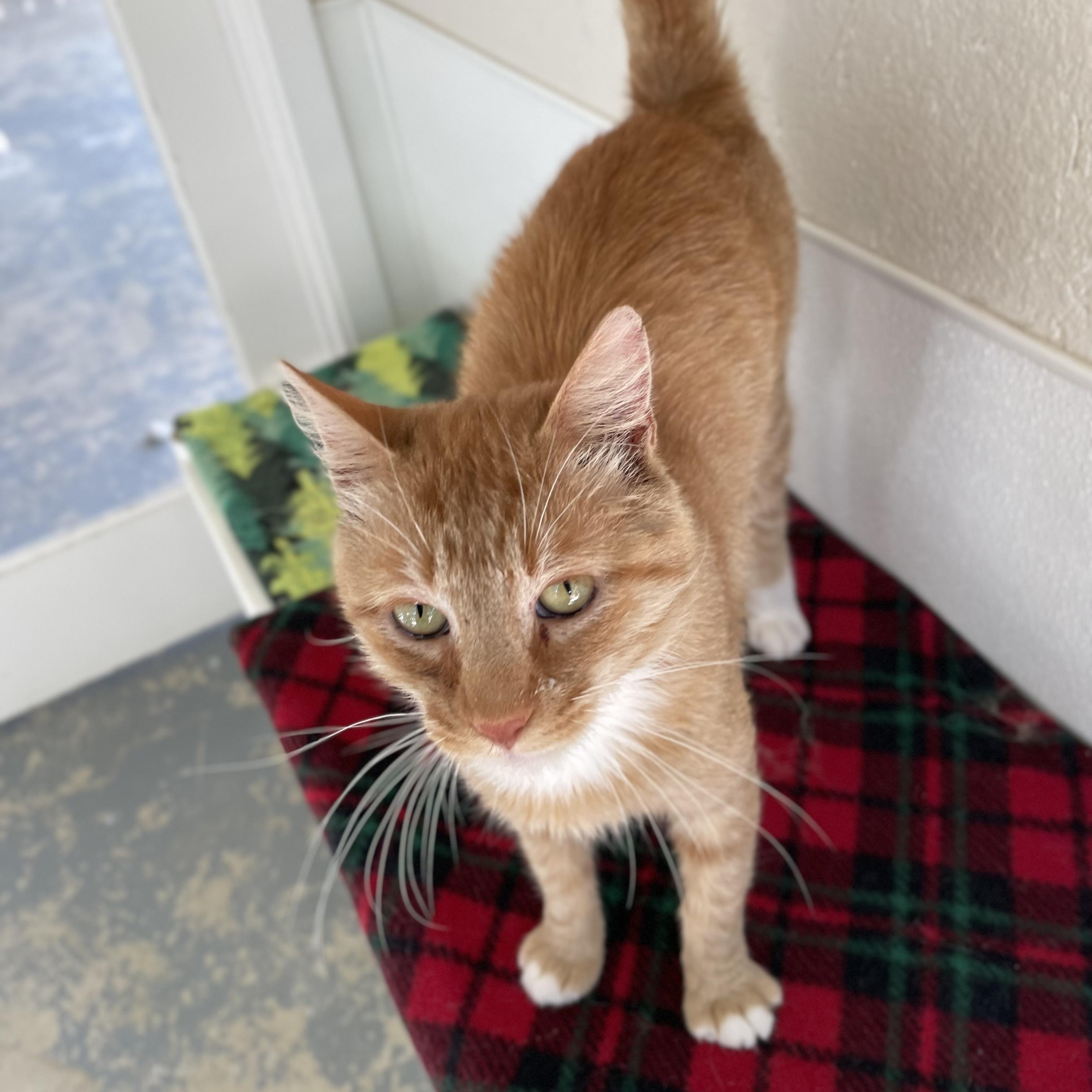 Enlarge Sundance, a Adoptable mixed breed in Hollister, CA image 6/6