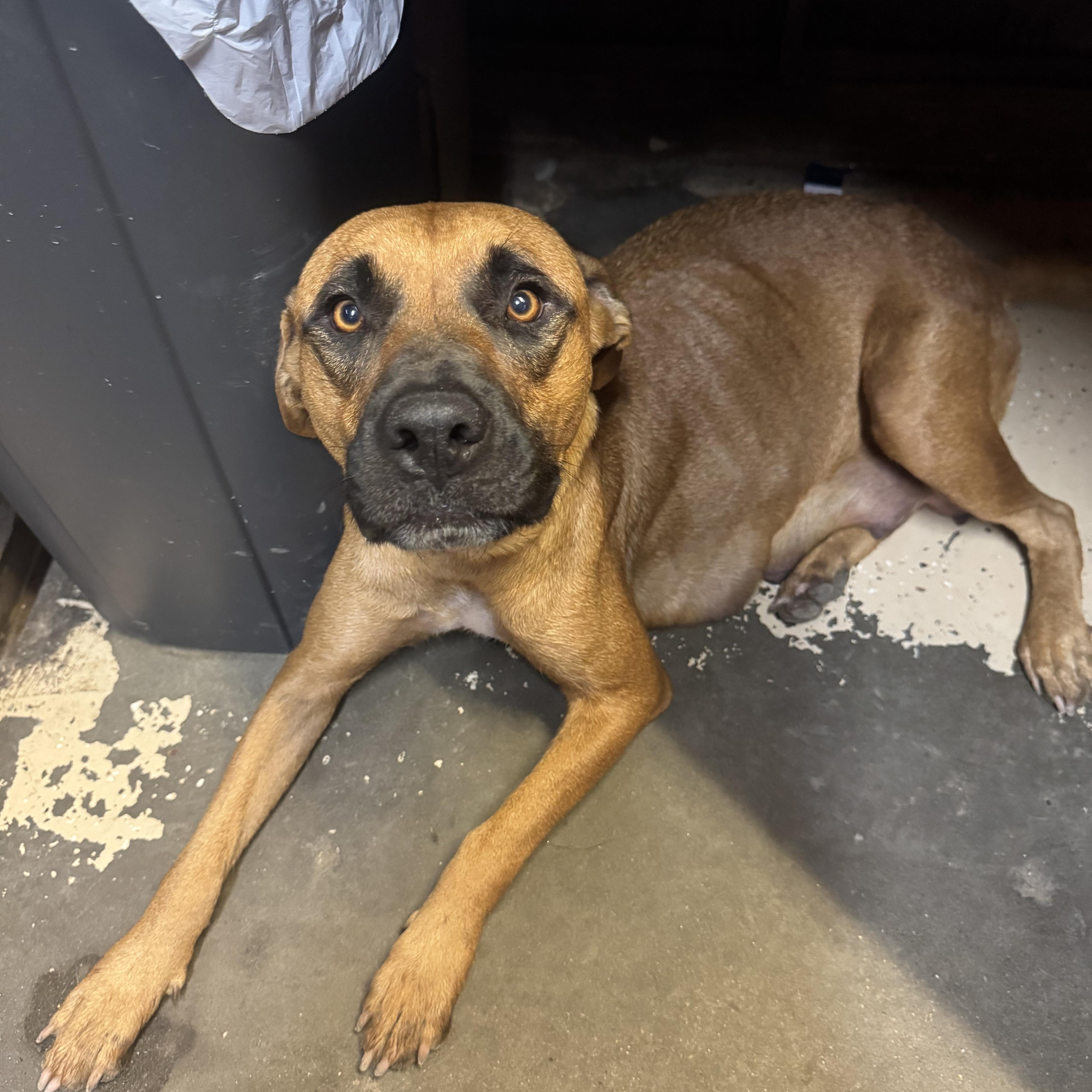 Enlarge Jenny, a Adoptable mixed breed in Mission, TX image 3/5
