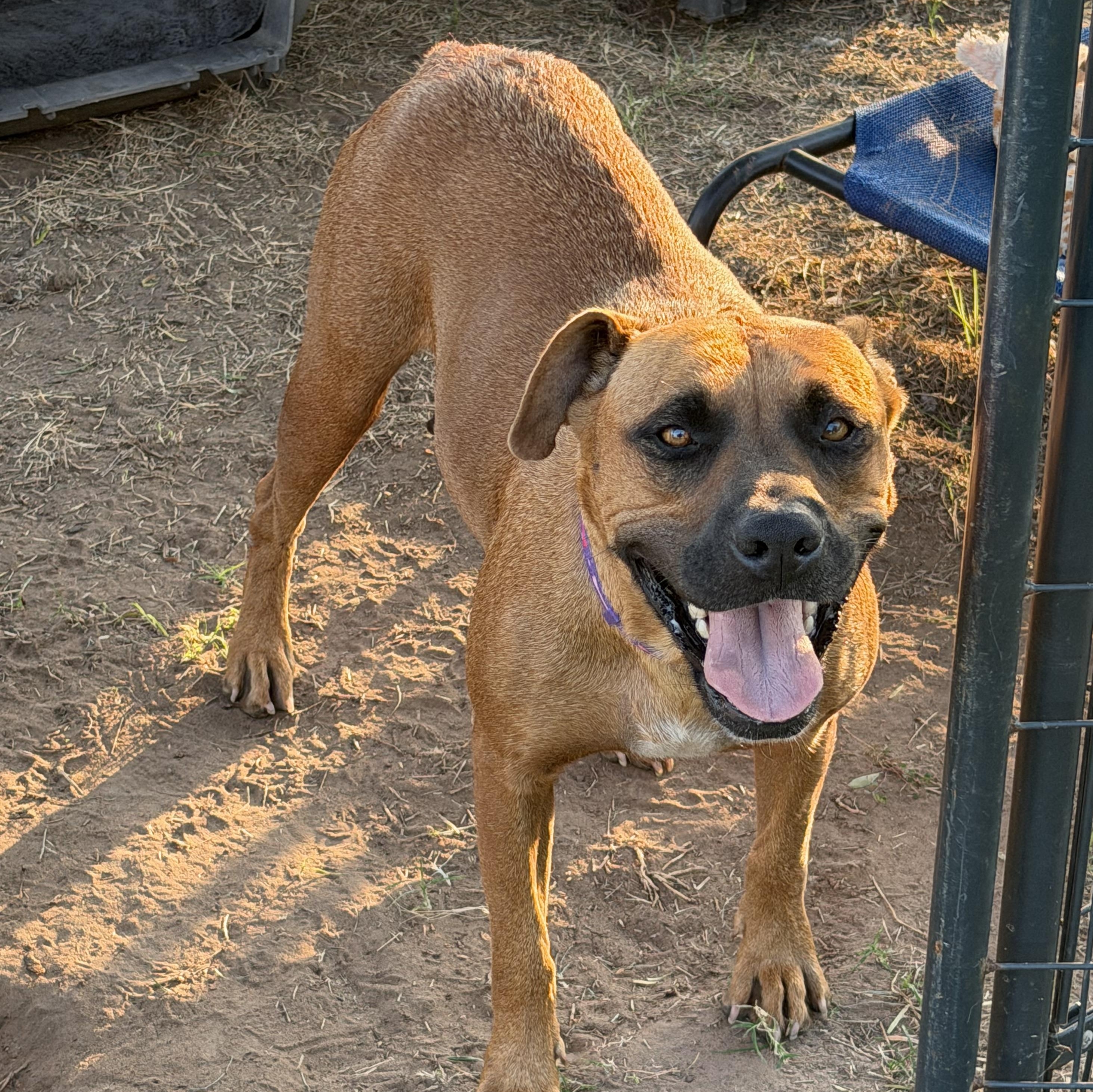 Enlarge Jenny, a Adoptable mixed breed in Mission, TX image 2/5