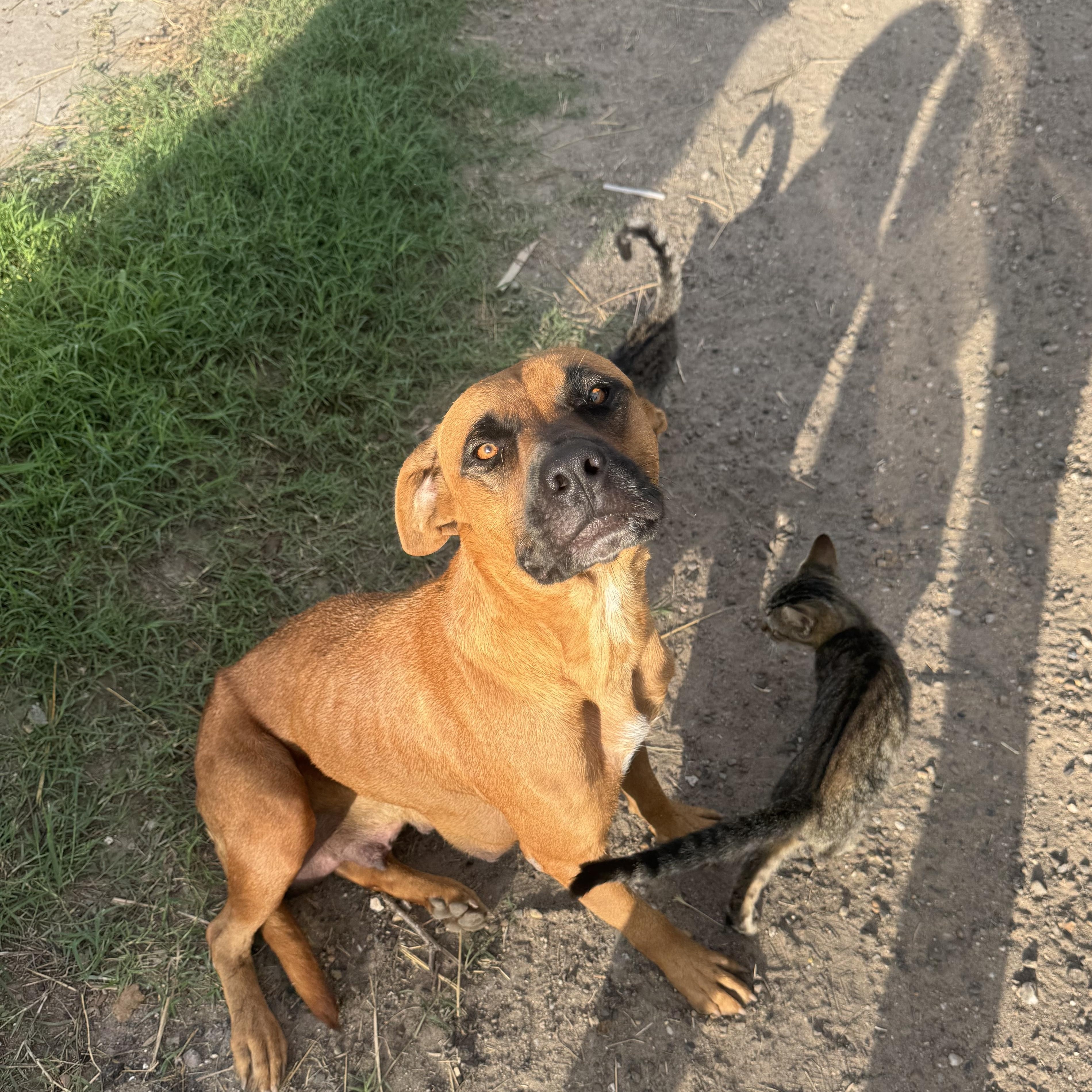 Enlarge Jenny, a Adoptable mixed breed in Mission, TX image 5/5