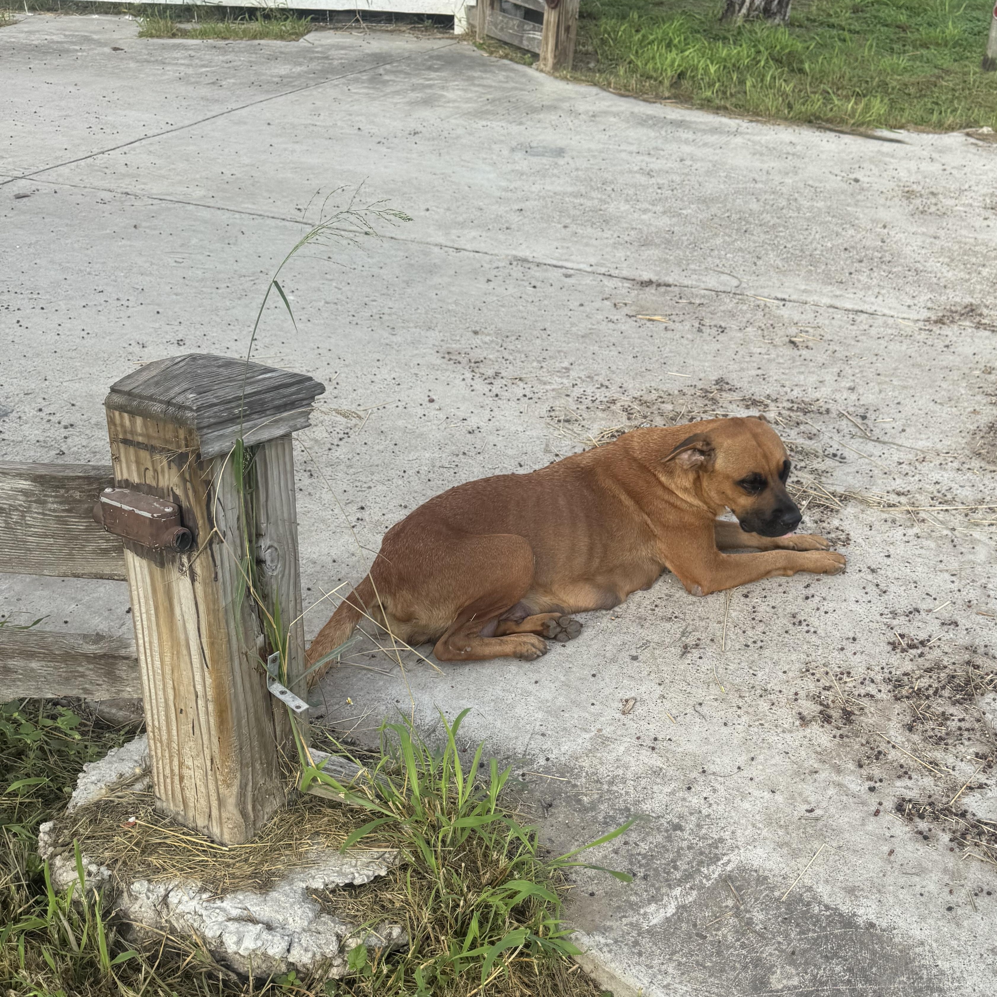 Enlarge Jenny, a Adoptable mixed breed in Mission, TX image 4/5