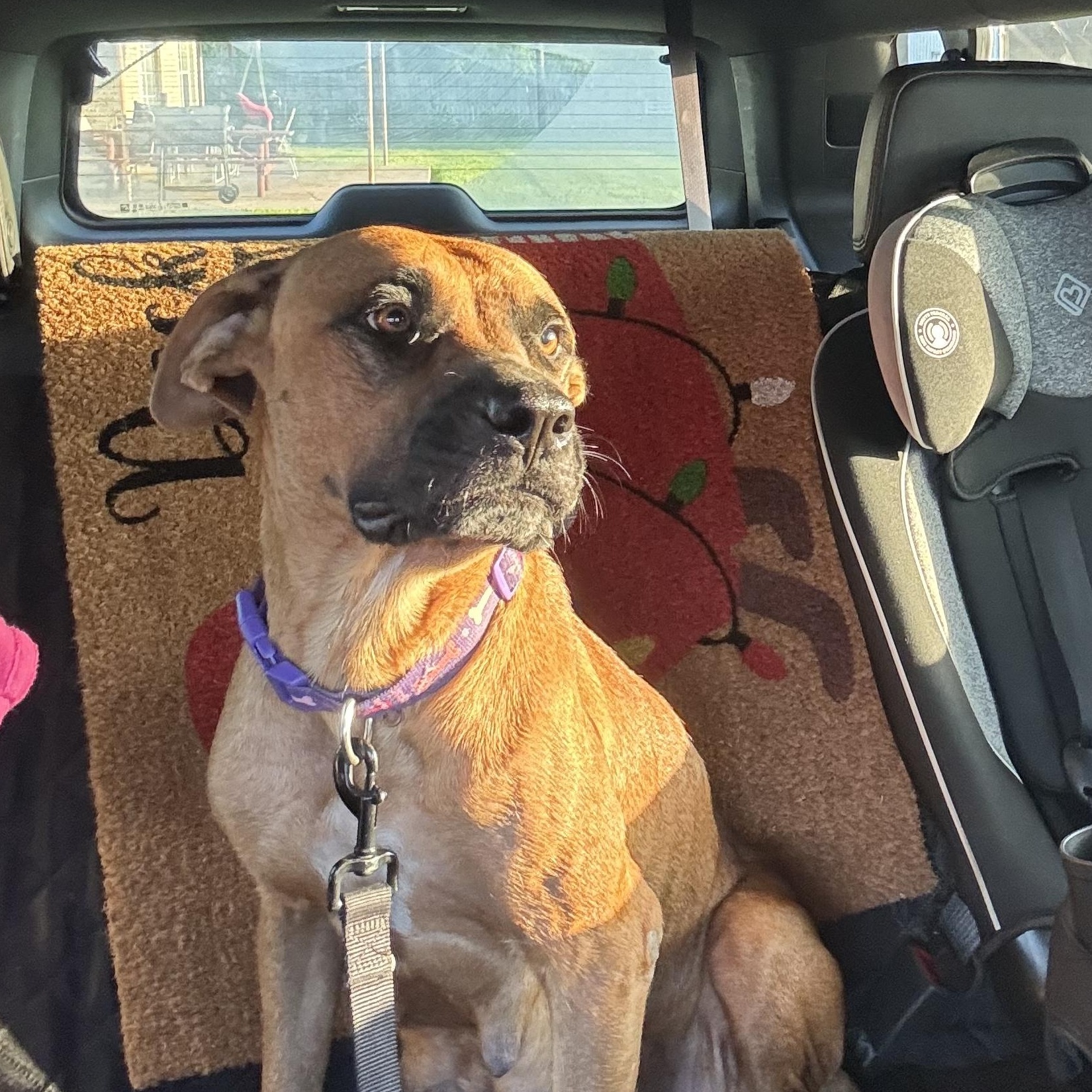 Jenny, Adoptable, Adult Female Black Mouth Cur & Shepherd.