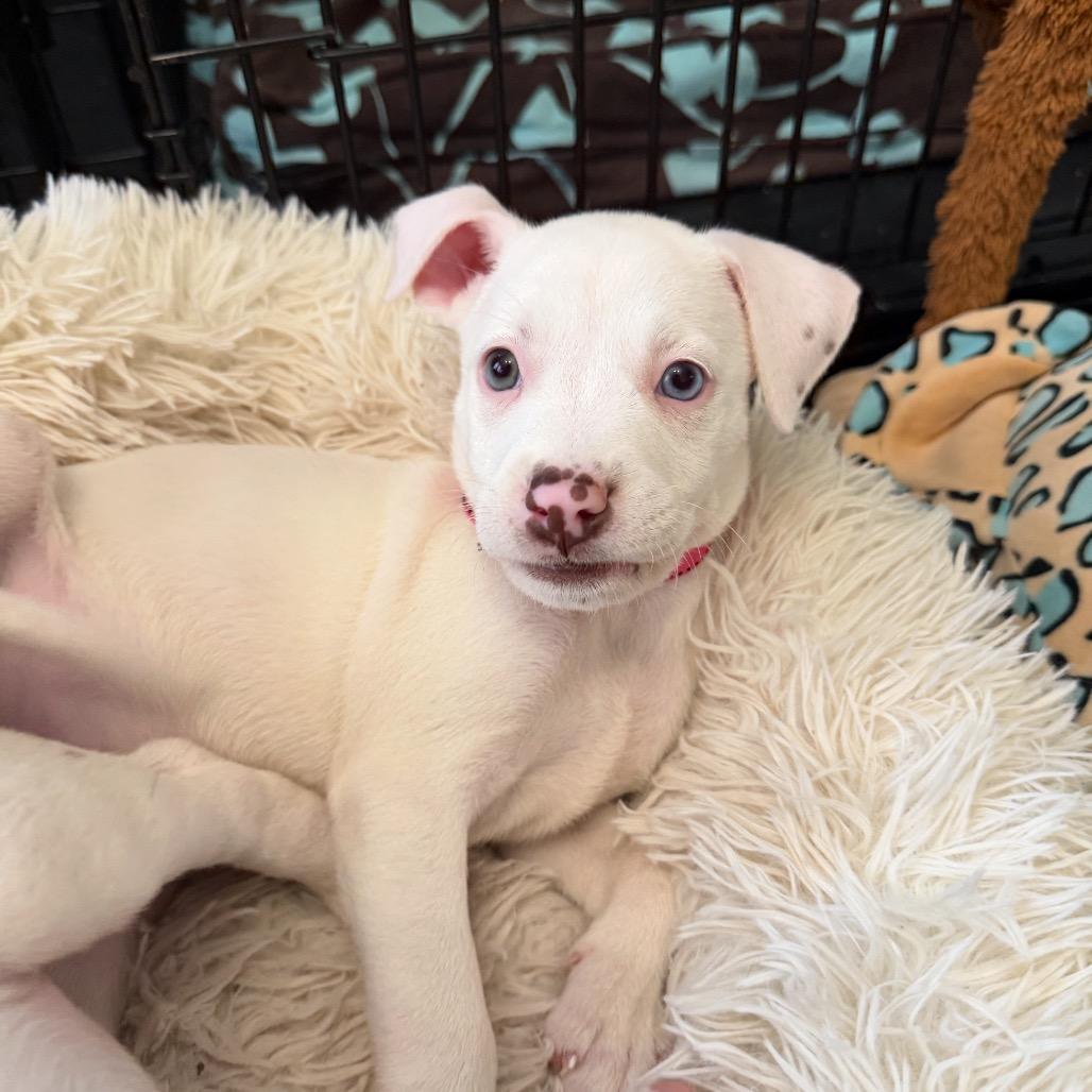 Tula, Adoptable, Puppy Female Mixed Breed.