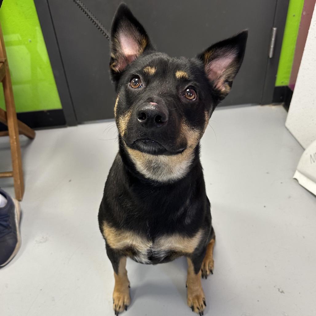 Stella, a Adoptable mixed breed in Ponca City, OK image 1/6