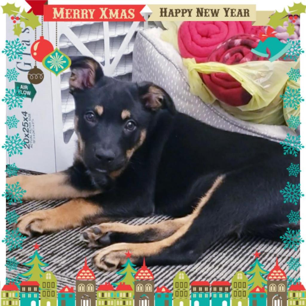 Stella, a Adoptable mixed breed in Ponca City, OK image 3/6