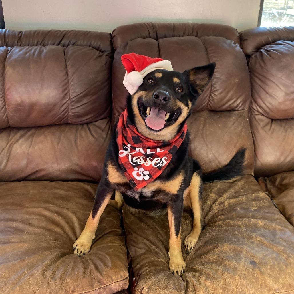 Stella, a Adoptable mixed breed in Ponca City, OK image 4/6