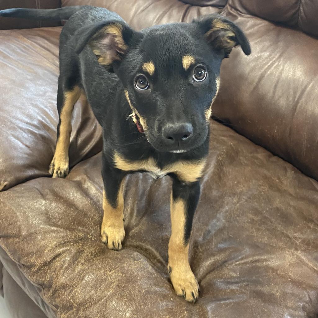 Stella, a Adoptable mixed breed in Ponca City, OK image 5/6