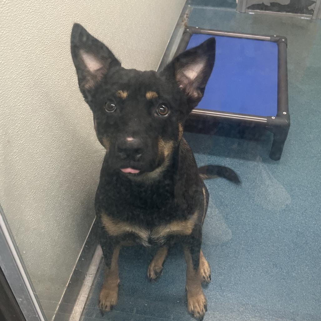 Stella, a Adoptable mixed breed in Ponca City, OK image 6/6