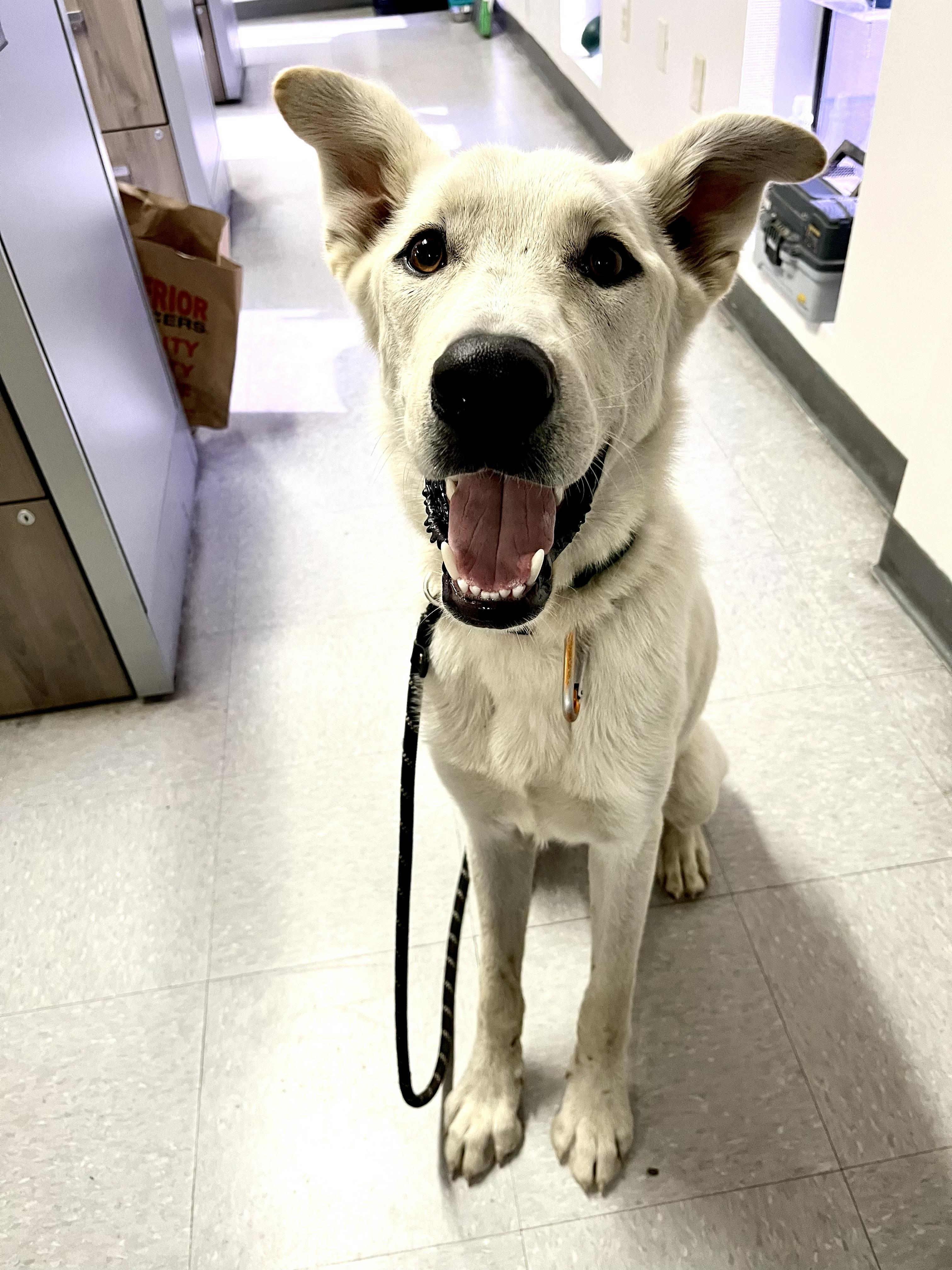 Enlarge Rosie, a Adoptable German Shepherd Dog in Phoenix, AZ image 4/4