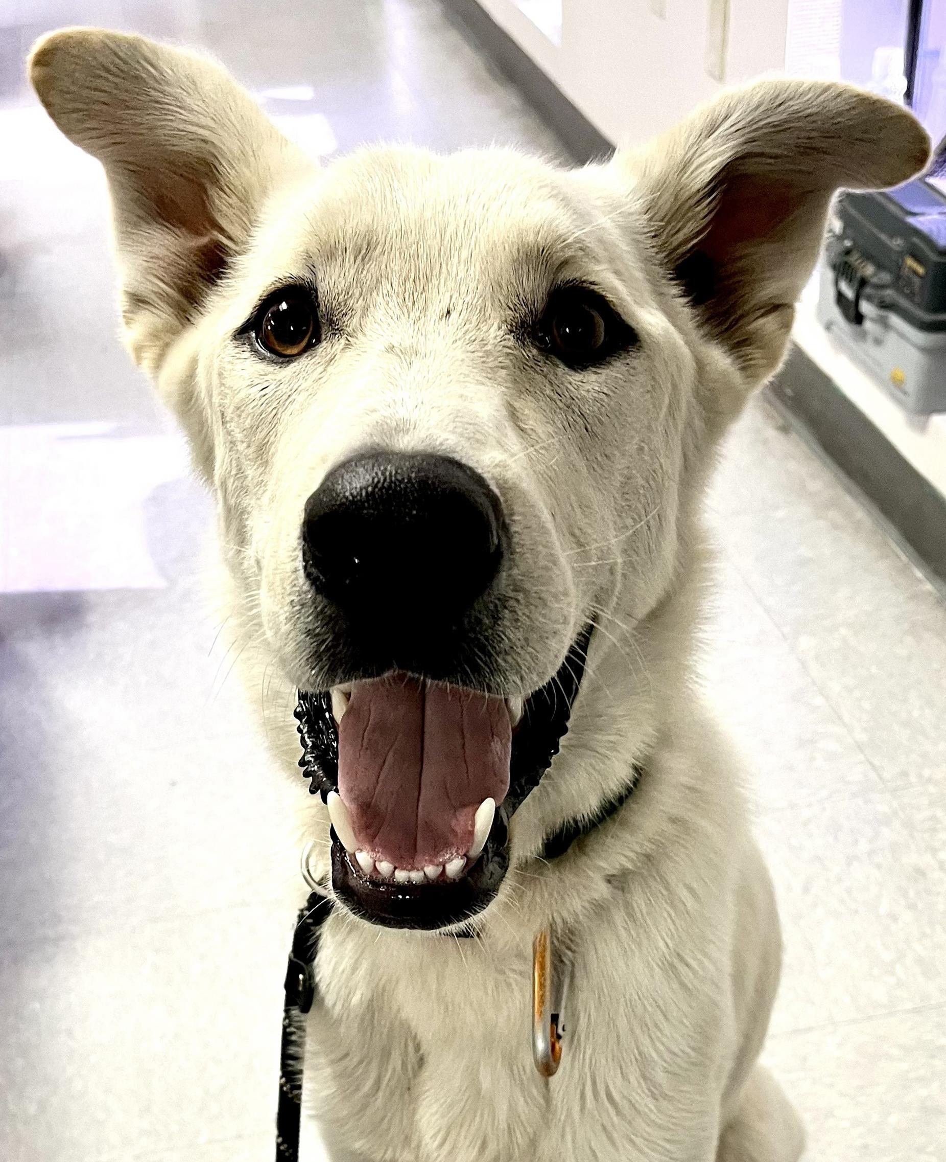 Enlarge Rosie, a Adoptable German Shepherd Dog in Phoenix, AZ image 2/4