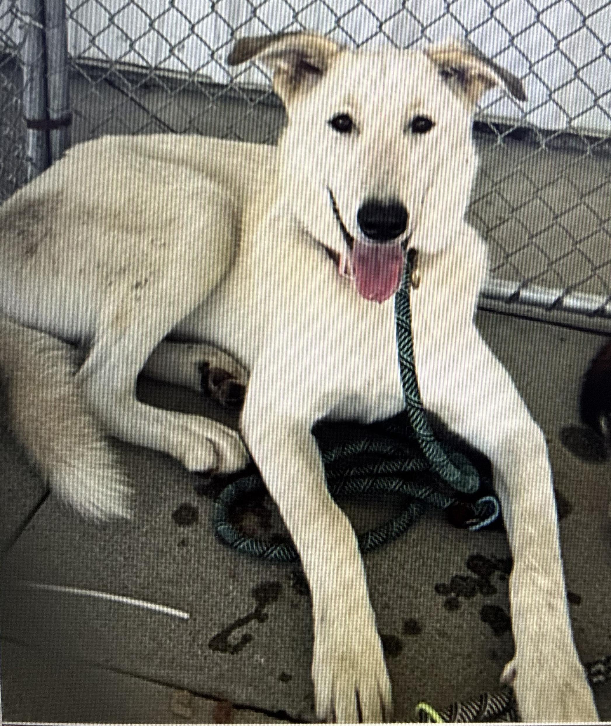 Enlarge Rosie, a Adoptable German Shepherd Dog in Phoenix, AZ image 3/4