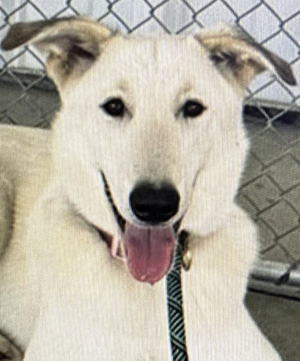 Rosie, Adoptable, Young Female German Shepherd Dog.