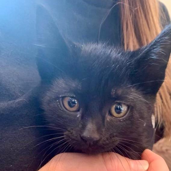 Enlarge Captain, a Adopted mixed breed in Eastsound, WA image 1/1