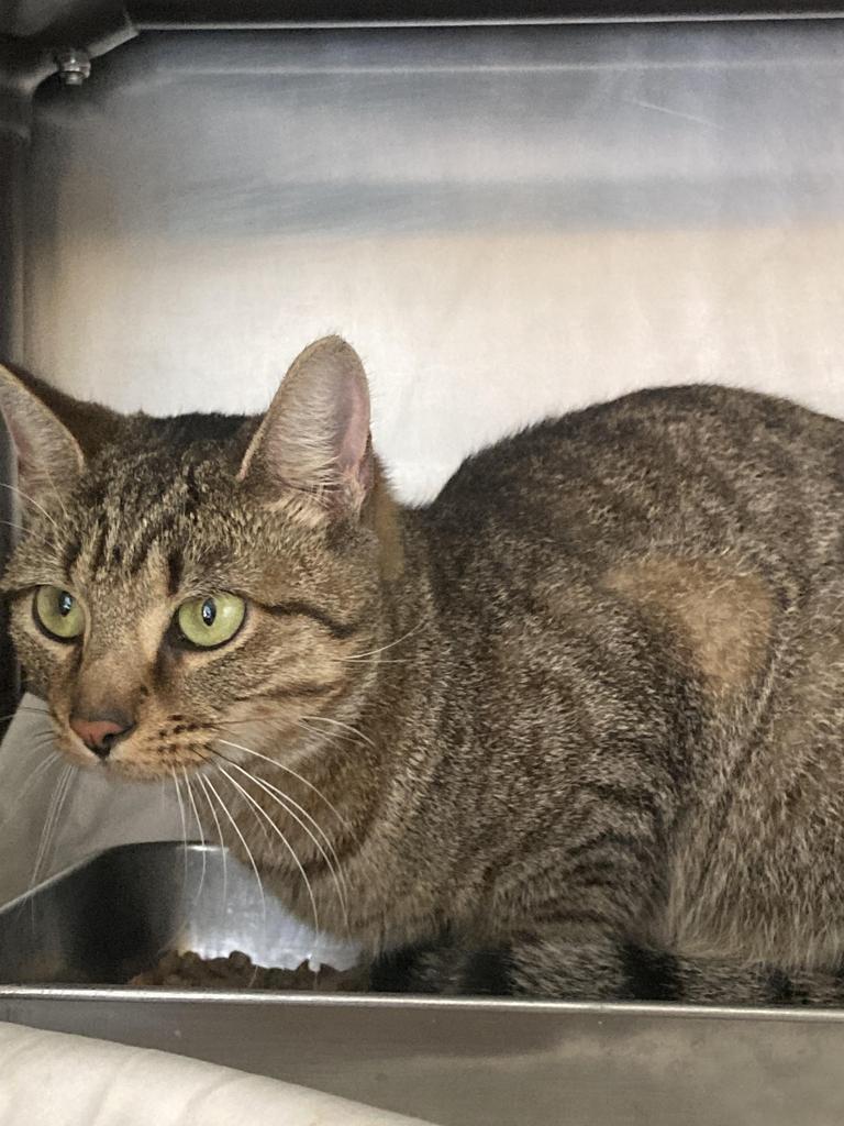 Ada, Adoptable, Young Female Domestic Short Hair.