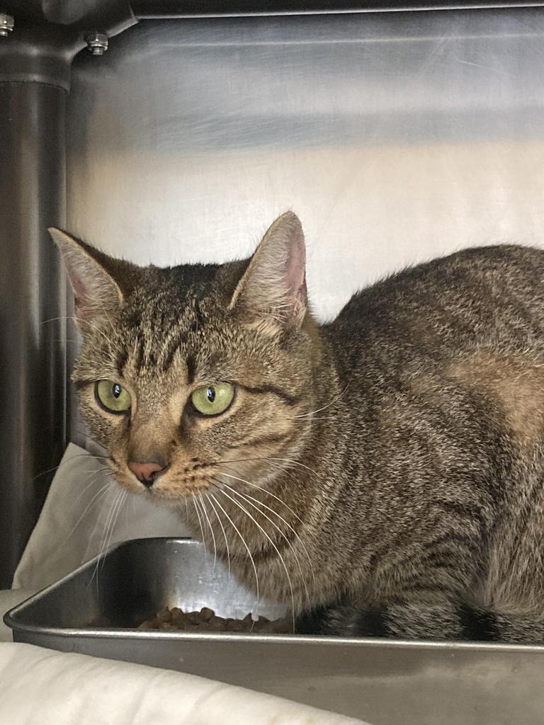 Enlarge Ada, a Adoptable mixed breed in Burnsville, NC image 2/2