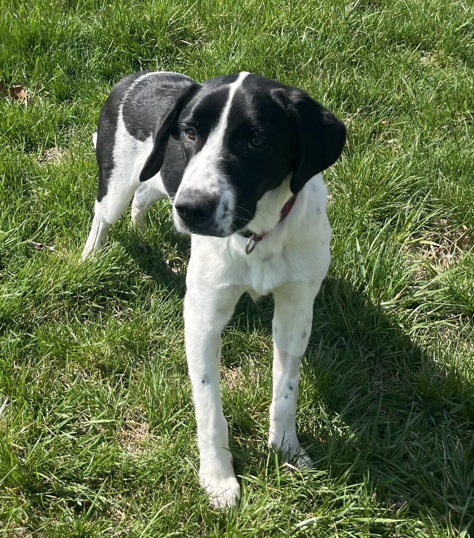 Enlarge Buster , a ADOPTABLE mixed breed in Lexington, KY image 2/5